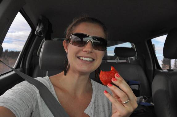 Devorando um delicioso morango na viagem pela estrada Top of The World Highway, entre EUA e Canadá